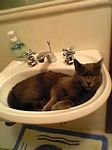 pic for Cat in sink
